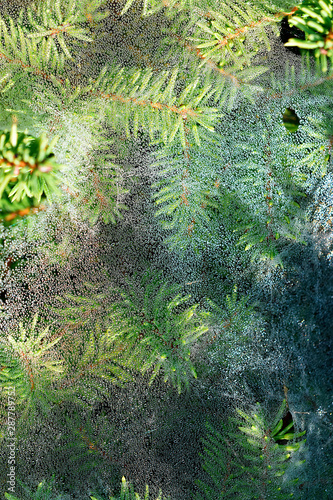 Macro Photo of Dew Drops on Spider Webs on Pine Needles photo