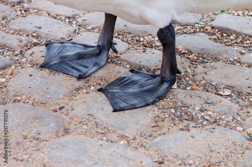 Slika na platnu Black webbed feet of a swan