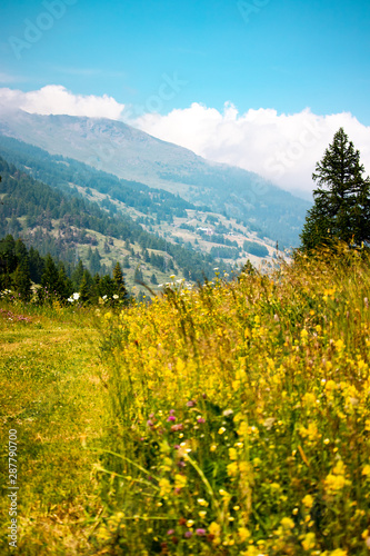 mountain landscape with yellow flowers and tree