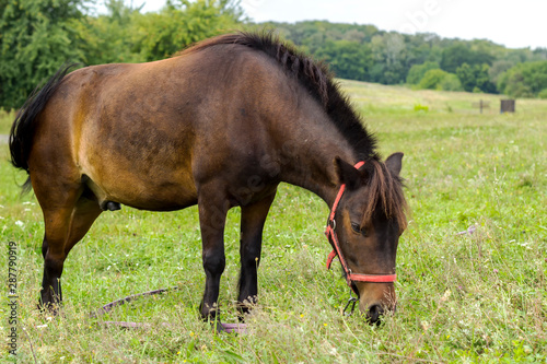 brown horse grazing on a green field on a summer day.