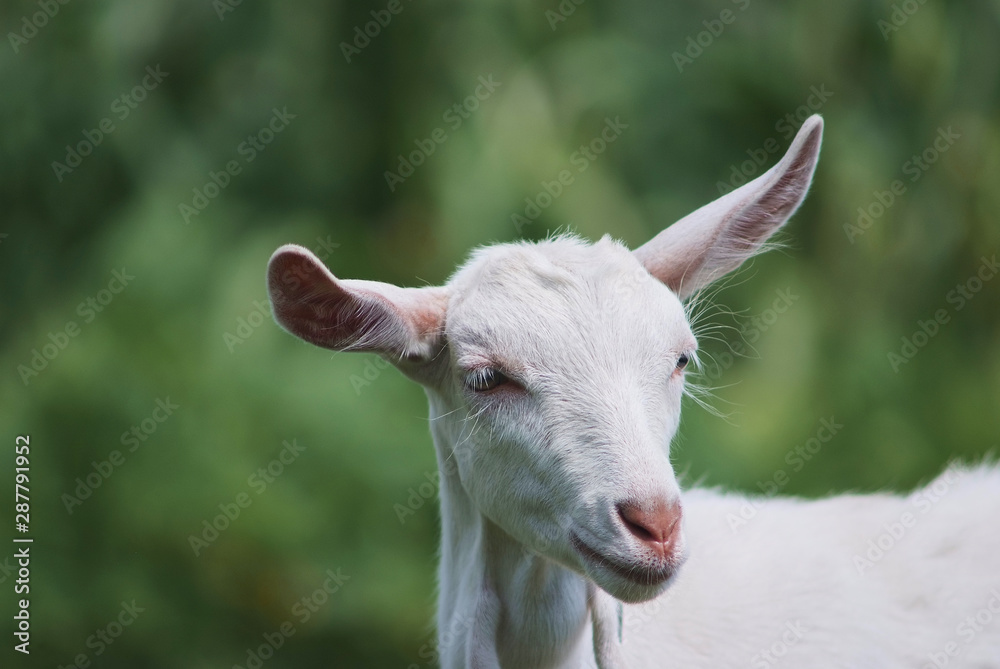 portrait of white adult goat grassing on summer meadow field at village countryside
