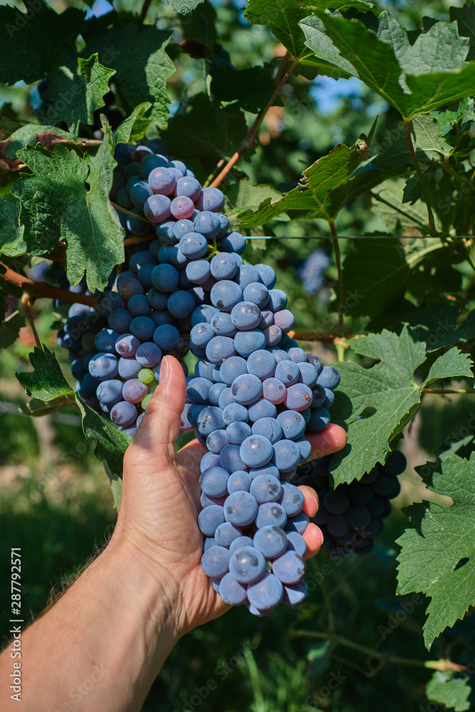 Red grape variety, grape harvest, grape bunch in hand. Grapes in vineyard raw ready for harvest in Italy.