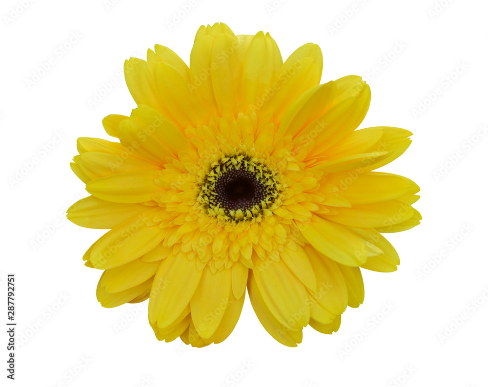 Vibrant bright yellow gerbera daisy flowers blooming isolated on white background with clipping path. Vibrant bright yellow gerbera daisy flowers blooming isolated on white background with clipping path.