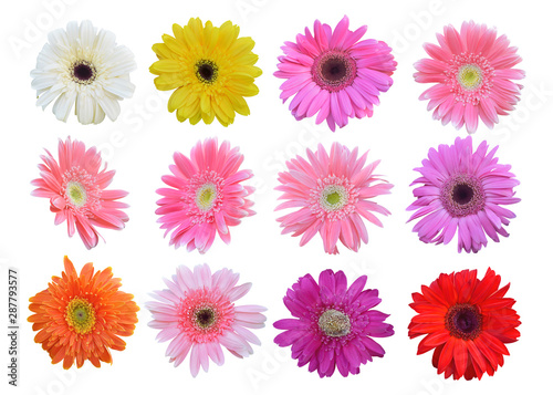 Colorful vibrant bright gerbera daisy flowers blooming on white background. © aorphoto
