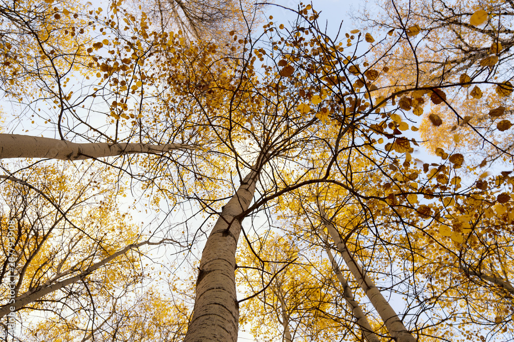 Fototapeta premium Autumn trees pattern Early autumn in Siberia. Aspen