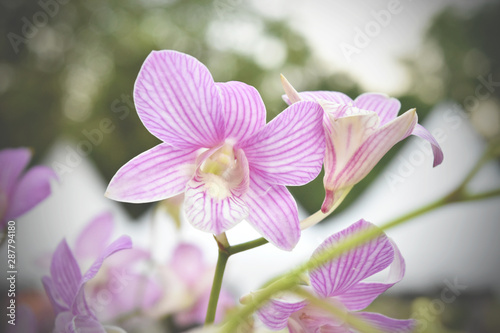 Pink and white orchid flower in tropical garden  amazing flowers and also elegant  queen of flowers  image for use in realistic botanical.