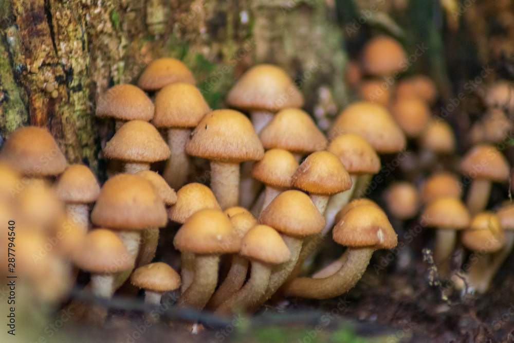 mushrooms in the forest mushrooms in the forest