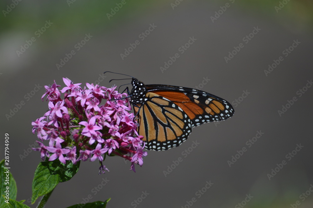 Butterfly on a flower Butterfly on a flower