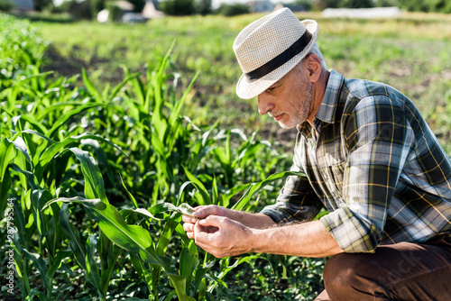 handsome self-employed farmer in straw hat sitting near green corn field
