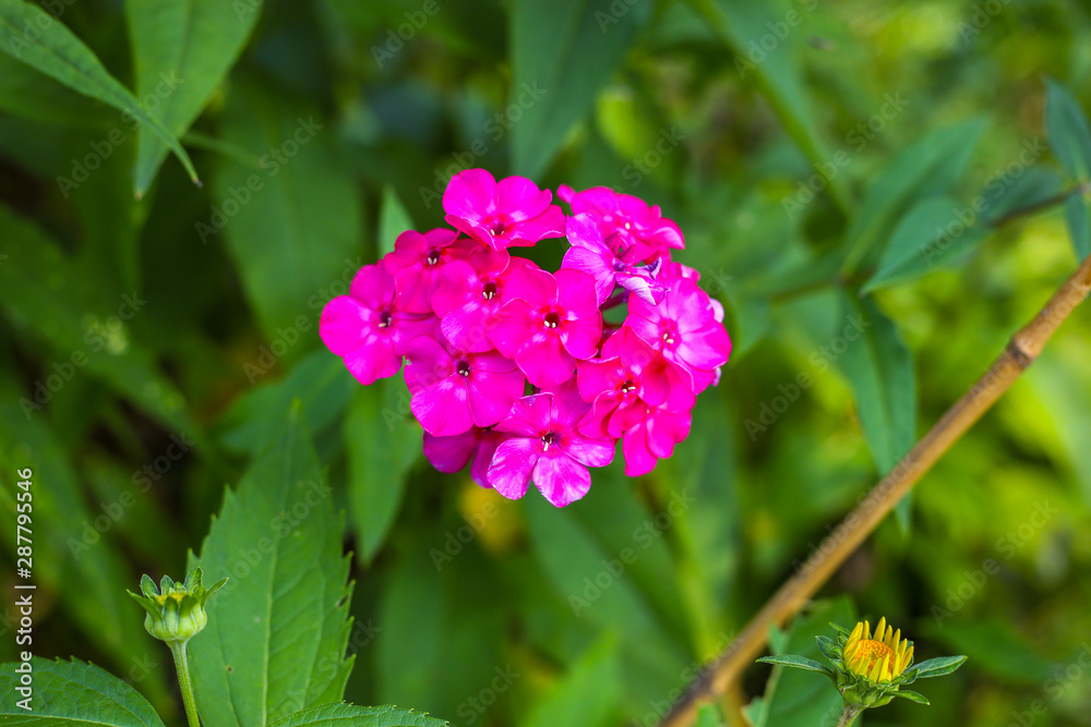beautiful pink summer flower. Macro shot. Summer. beautiful pink summer flower. Macro shot. Summer.