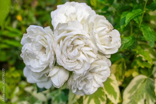White rose in garden. Macro. Beautiful summer flower. Beautiful bouquet