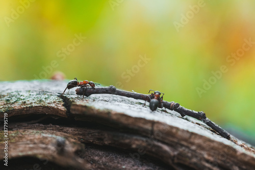 Ants are hardworking haul the twig in the moss
