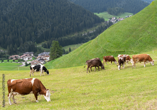Cows grazing in the Dolomites. Dairy is an important industry in the area. Near Selva Valgardena, Alto Adige, South Tyrol. Italy.