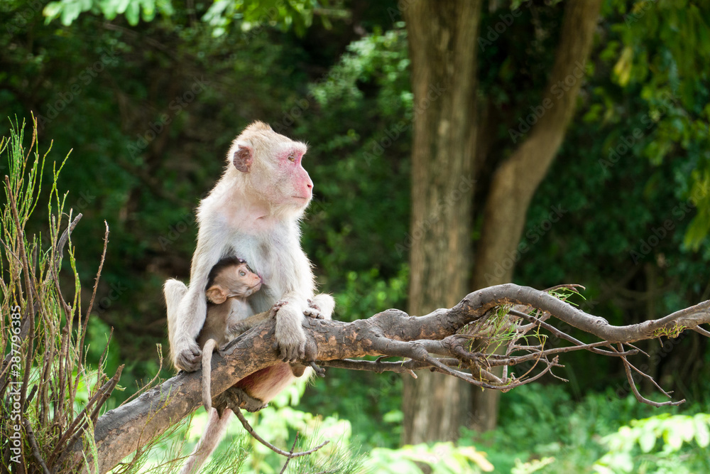 Mother and baby monkey lives in a natural forest. Mother and baby monkey lives in a natural forest.