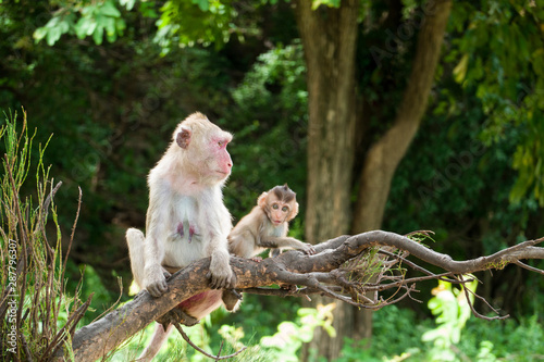 Mother and baby monkey lives in a natural forest.
