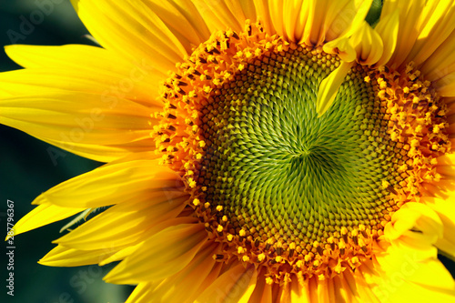 Cropped shot of sunflower  cropped shot. Yellow flower  close up.  Abstract colorful nature background.