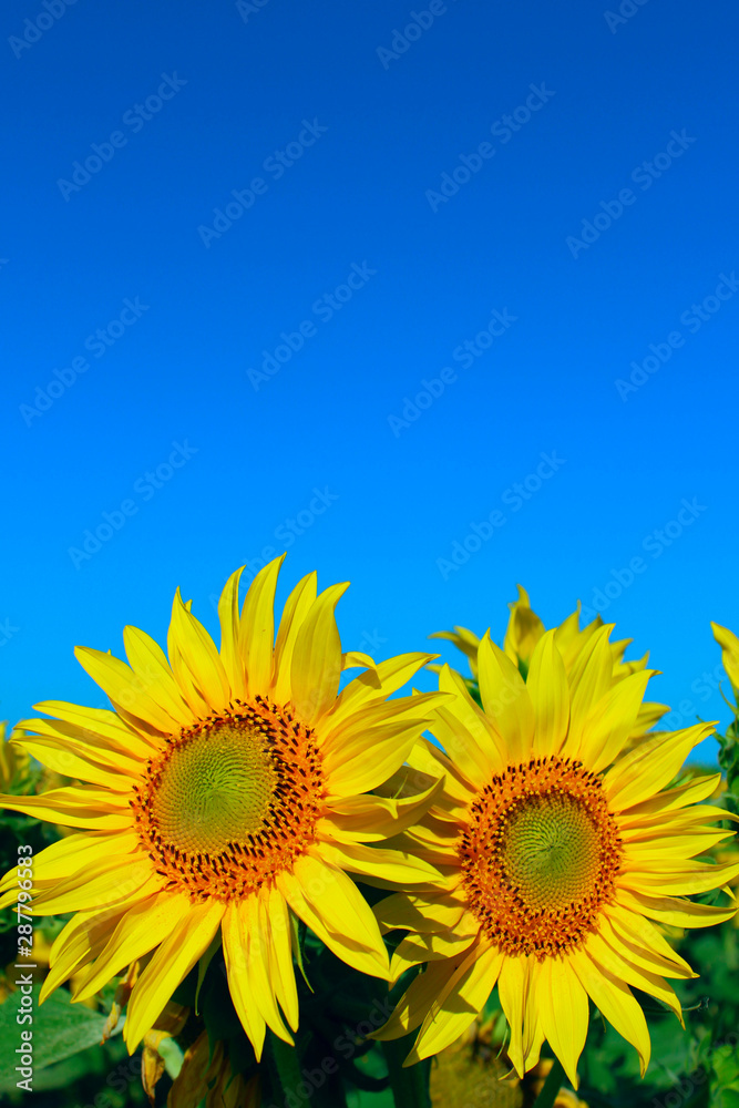 Cropped shot of yellow flower over blue sky background. Sunflower over blue sky background. Abstract nature background. Cropped shot of yellow flower over blue sky background. Sunflower over blue sky background. Abstract nature background.