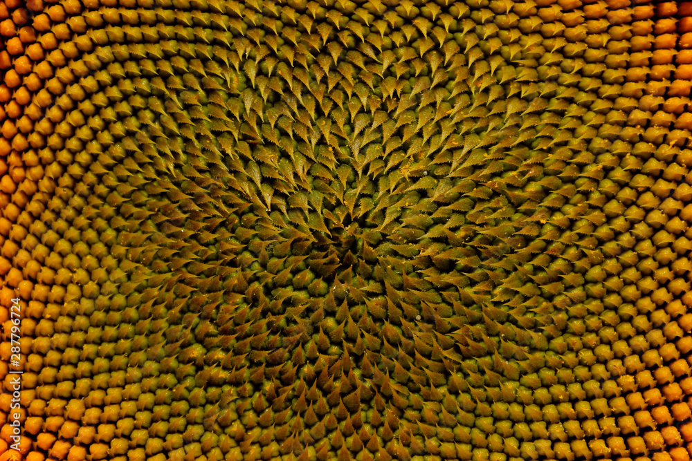 Cropped shot of sunflower, cropped shot. Yellow flower, close up.  Abstract colorful nature background.