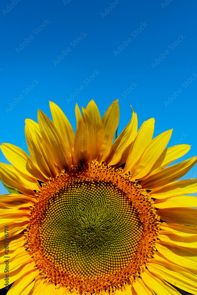 Naklejka premium Cropped shot of yellow flower over blue sky background. Sunflower over blue sky background. Abstract nature background. 