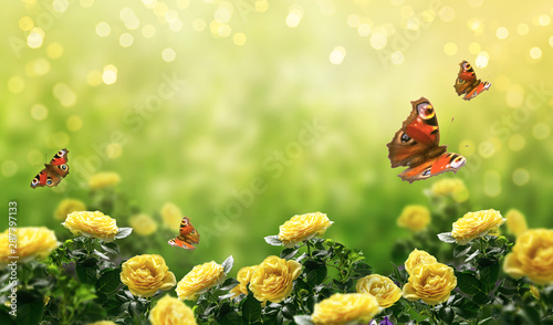 Mysterious spring or summer bright background with many yellow fluttering peacock eye butterflies and blooming fantasy yellow roses flowers blossom and glowing sparkle bokeh