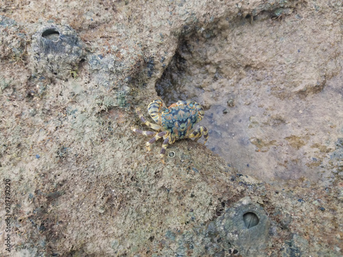 crab on the beach