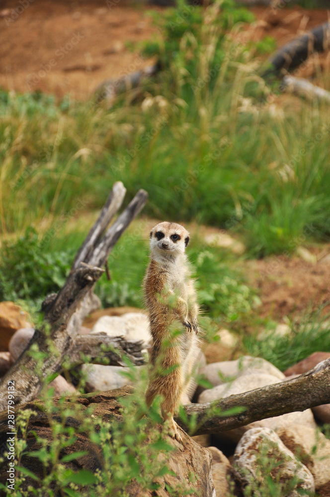 Fototapeta premium Meerkat in wild close-up. Animals, mammals, nature