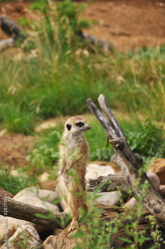 Fototapeta premium Meerkat in wild close-up. Animals, mammals, nature
