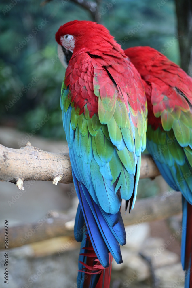 Obraz premium Parrots iii