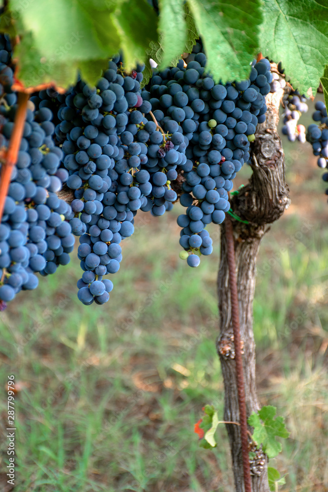 Fototapeta premium Ripe bunches of red wine grapes hanging from the vine ready for harvest