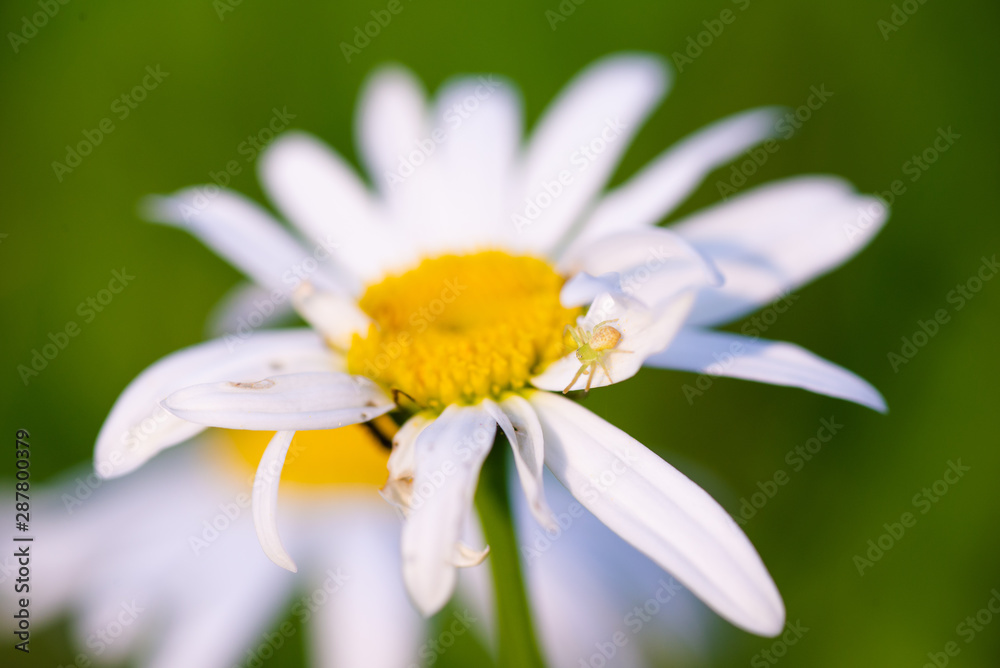 Fototapeta premium Beautiful macro photo of a spider on a Daisy petal