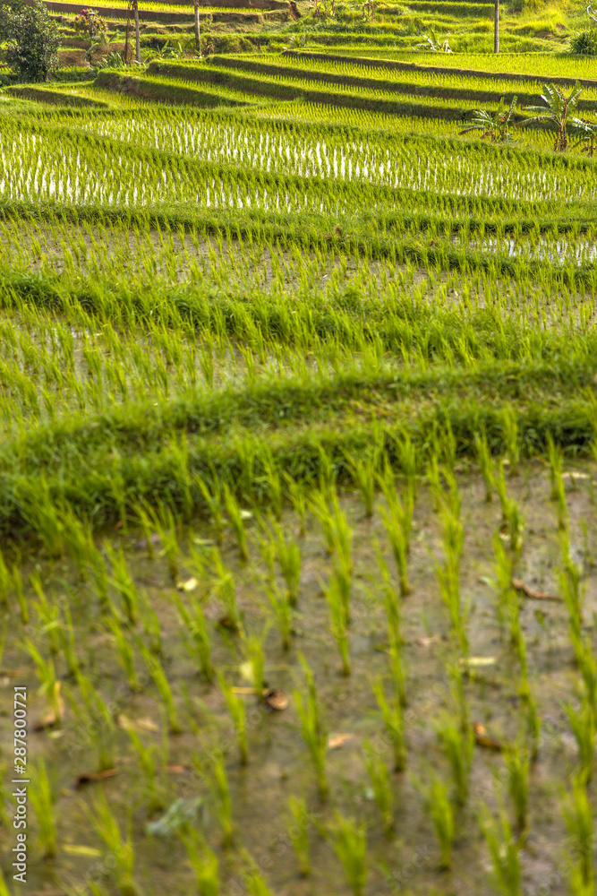 Rice fields of Jatiluwih in southeast Bali Rice fields of Jatiluwih in southeast Bali