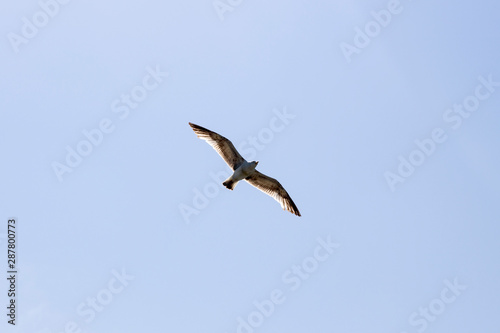 A seagull bird flying in the blue sky