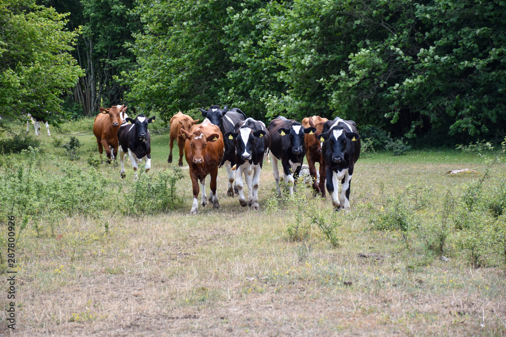 Cattle on the go in a forest glade Cattle on the go in a forest glade