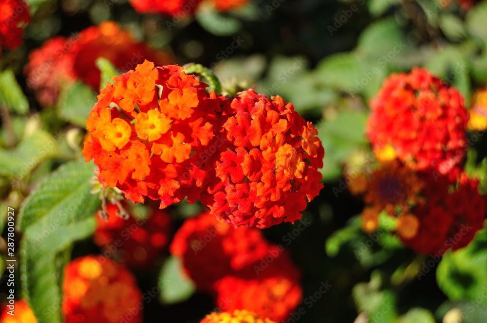Flores rojas de Lantana Flores rojas de Lantana