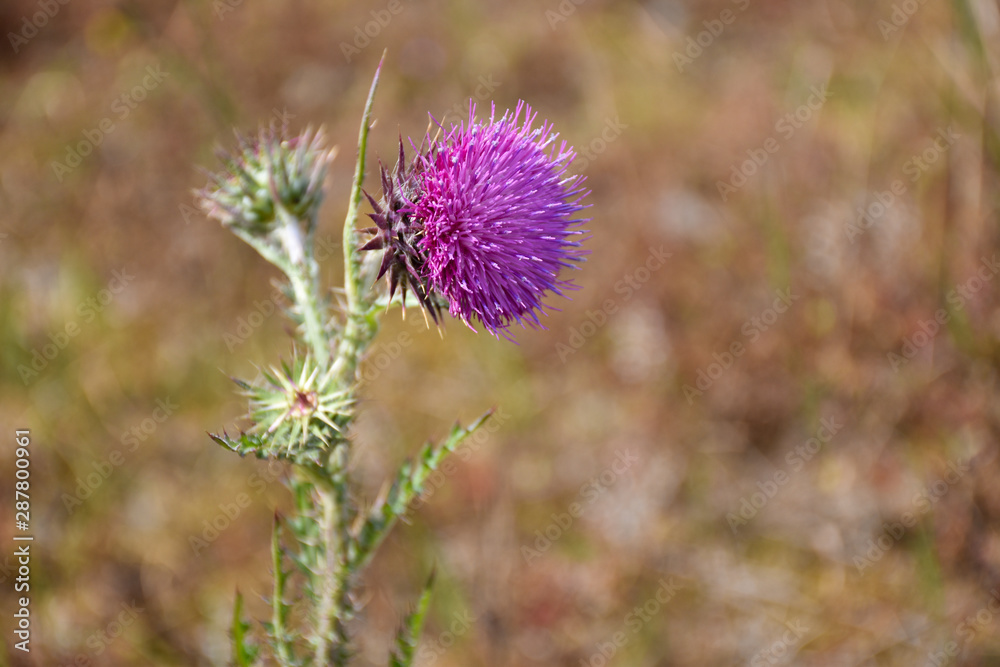 Blossom Thistle flower close up