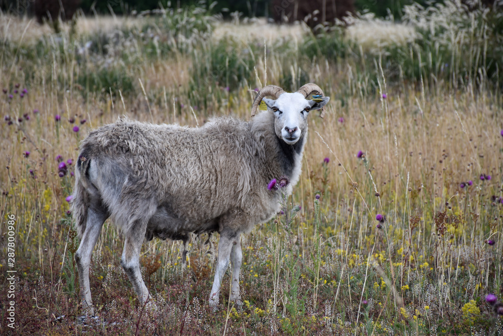 Naklejka premium One watching sheep in a grassland by summer season