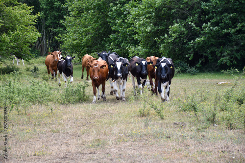 Cattle on the go in a forest glade