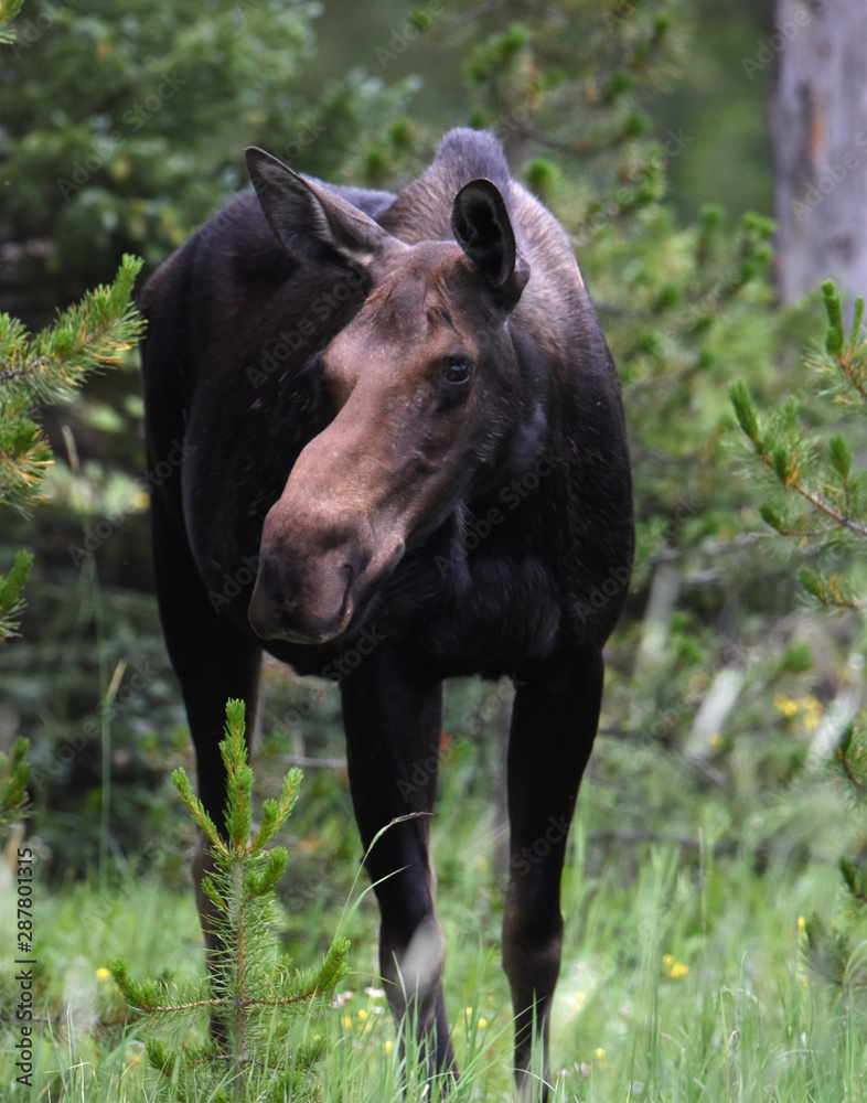 Fototapeta premium Profile of a Moose