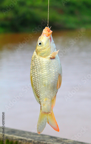 common carp fish caught from canal with hook and line