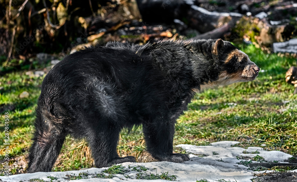 Spectacled bear in its enclosure. Latin name - Tremarctos ornatus Spectacled bear in its enclosure. Latin name - Tremarctos ornatus