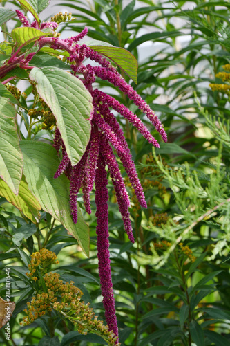 Amaranth tailed on a hot summer day