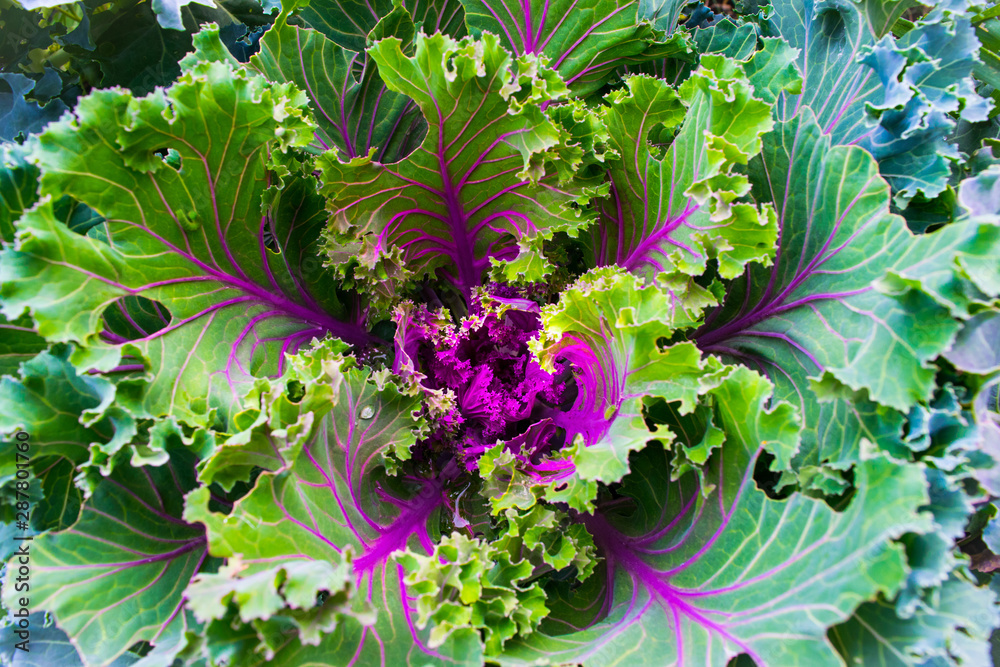 ornamental Kale for garden decoration