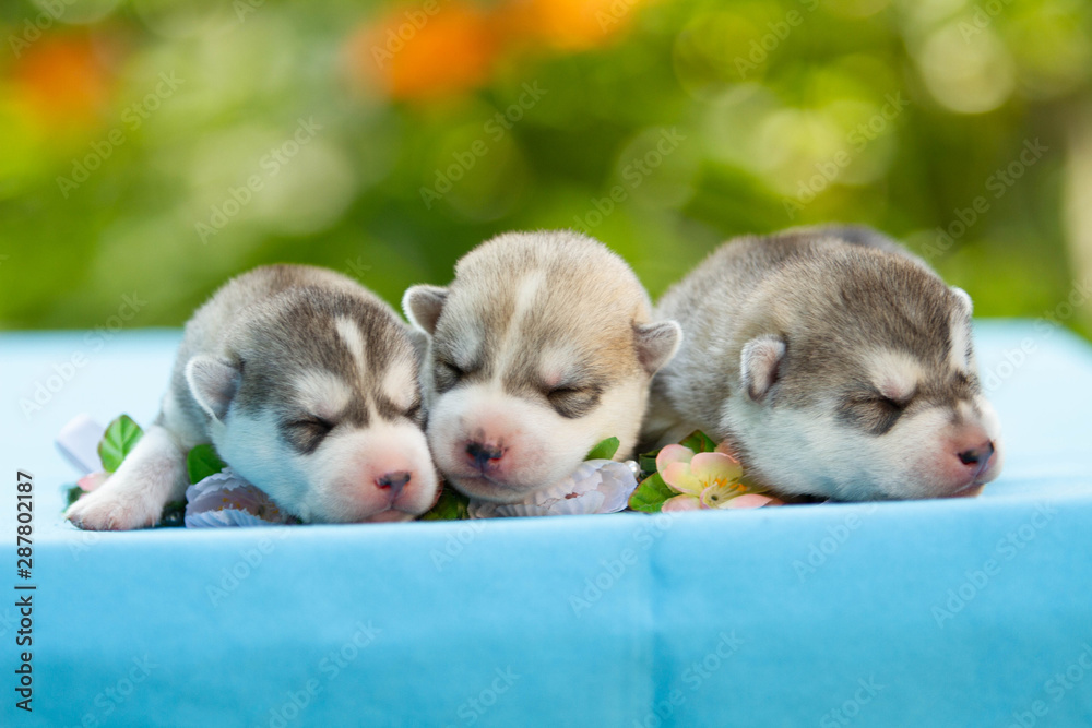 Three of siberian husky puppies sleeping under a grey blanket Three of siberian husky puppies sleeping under a grey blanket