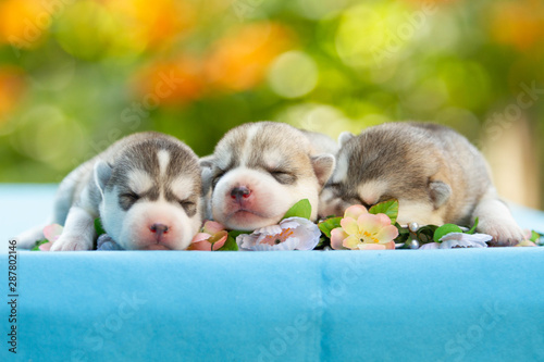 Three of siberian husky puppies sleeping under a grey blanket © voltgroup