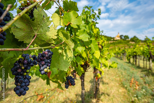 Wallpaper Mural beautiful blue merlot grapes in green vineyard Torontodigital.ca