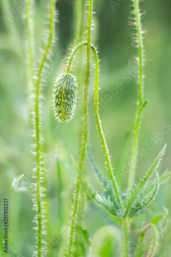 young closed green buds of poppies on a green background.