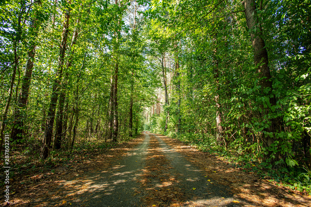Obraz premium path in green forest