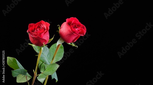Two perfect red roses on black