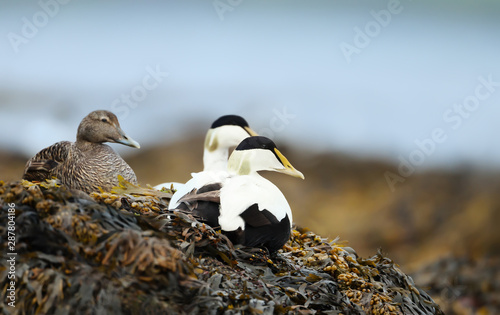 Close-up of a group of Common eiders lying in seaweeds photo