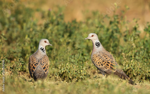 Quadro su tela Close up of two European turtle doves in grass